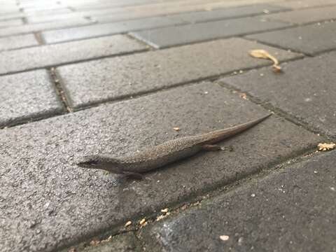 Image of Southern Weasel Skink