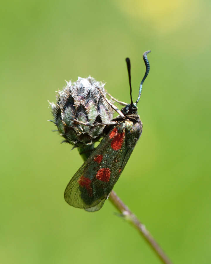 Plancia ëd Zygaena centaureae Fischer de Waldheim 1832