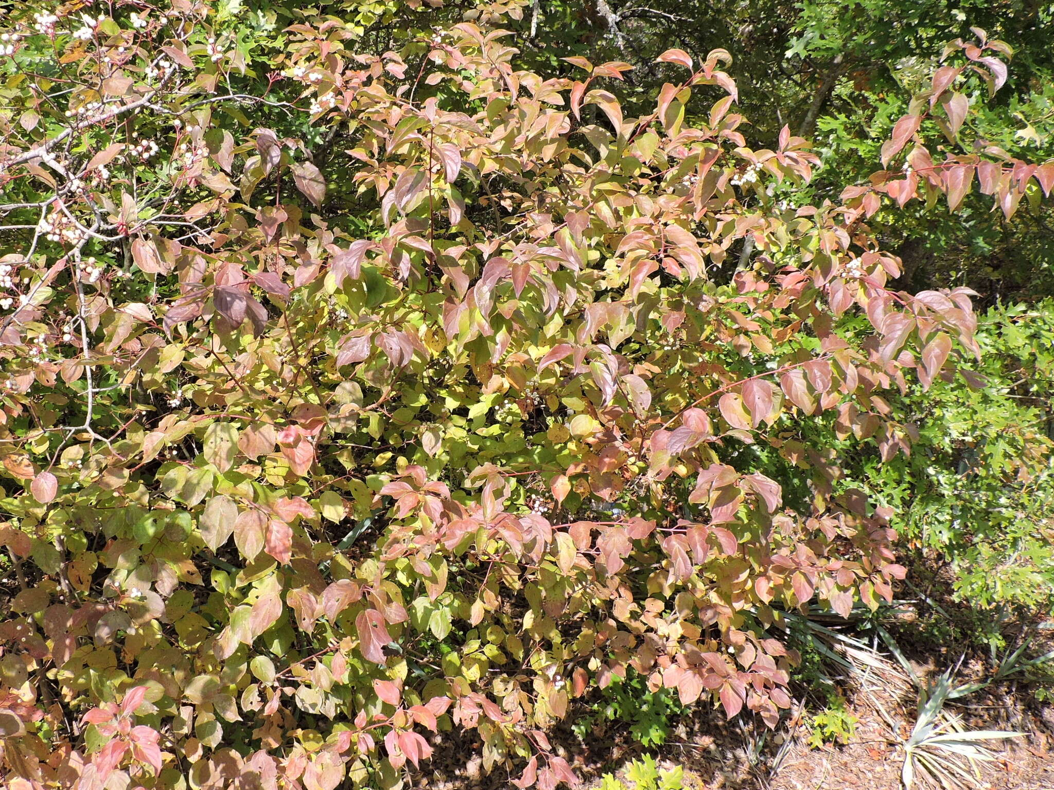 Image de Cornus drummondii C. A. Mey.