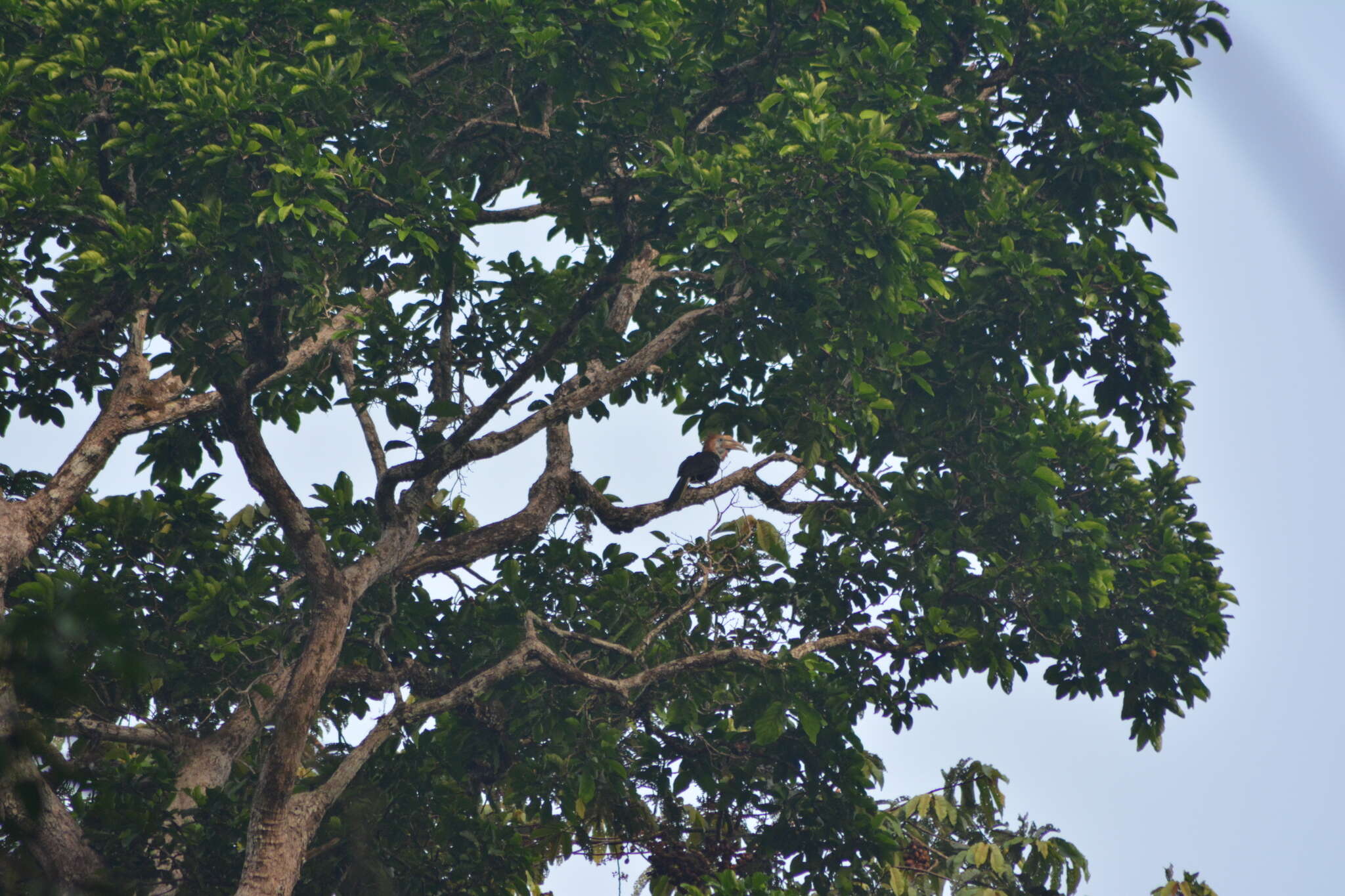 Image of Yellow-casqued Hornbill