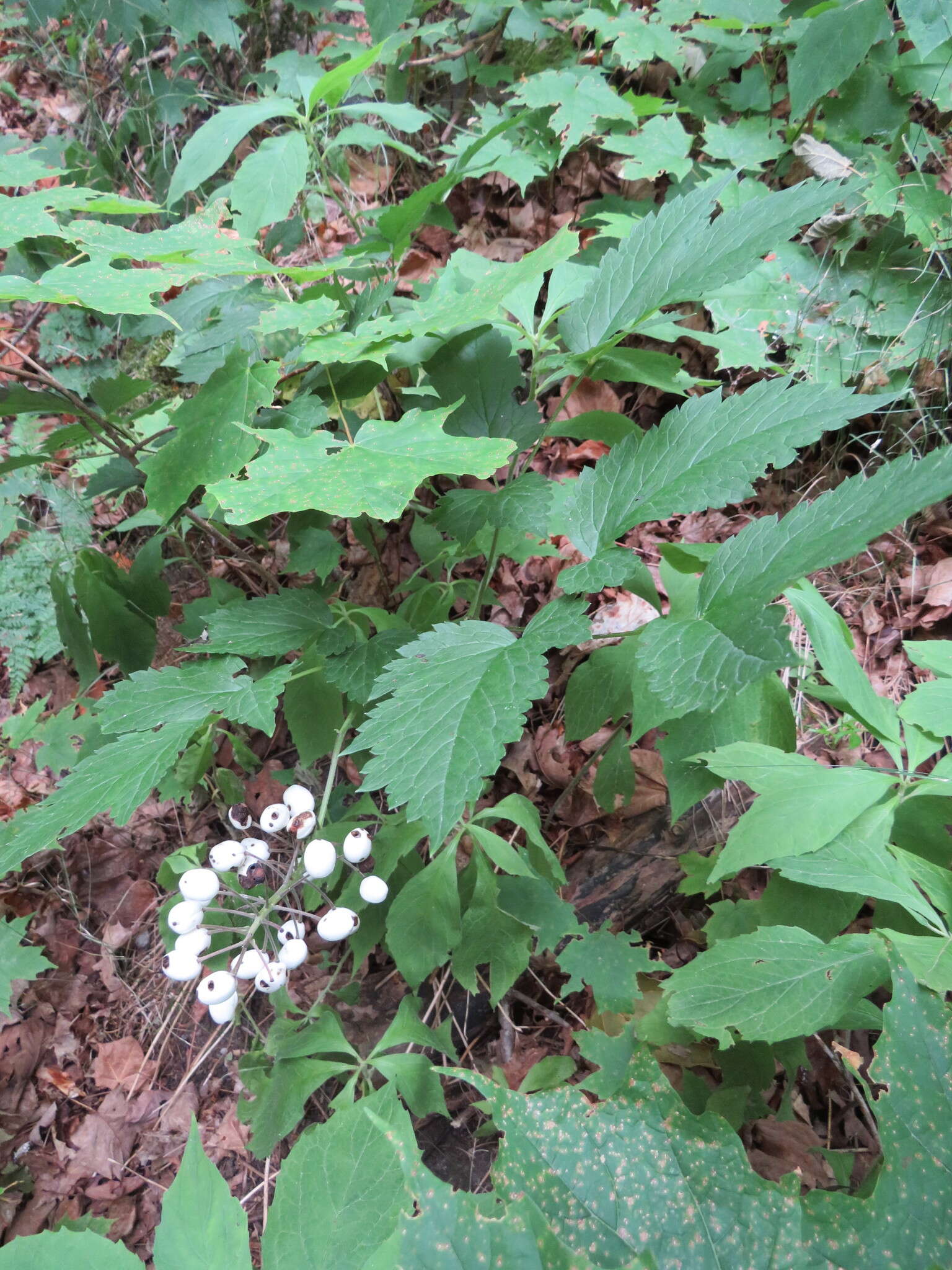 Imagem de Actaea rubra subsp. rubra