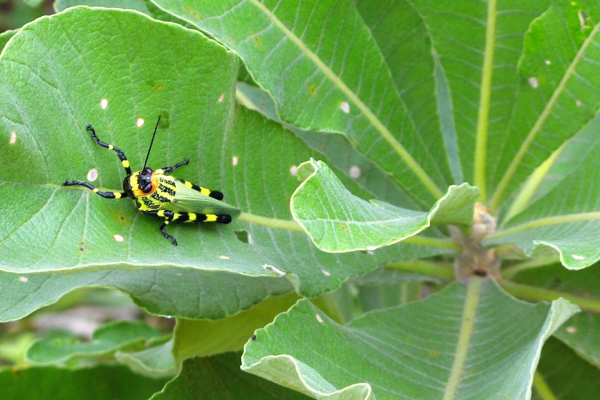 Image of Zoniopoda danottei Carbonell 2007