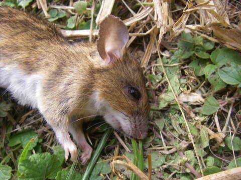 Image of Yellow-necked Field Mouse