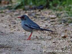 Image of Red-legged Thrush