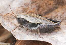 Image of Black-sided Pygmy Grasshopper