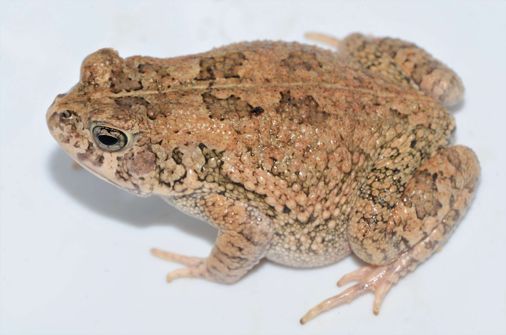 Image of Sclerophrys pusilla (Mertens 1937)