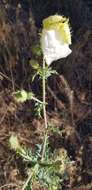 Image of southwestern pricklypoppy