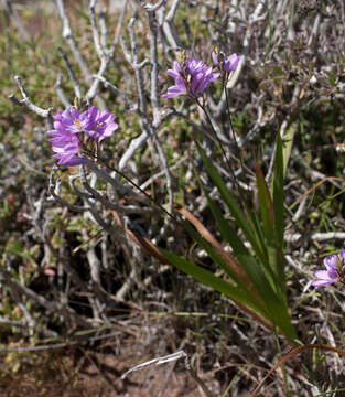 Image de Ixia purpureorosea G. J. Lewis