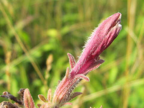 Imagem de Schwalbea americana L.