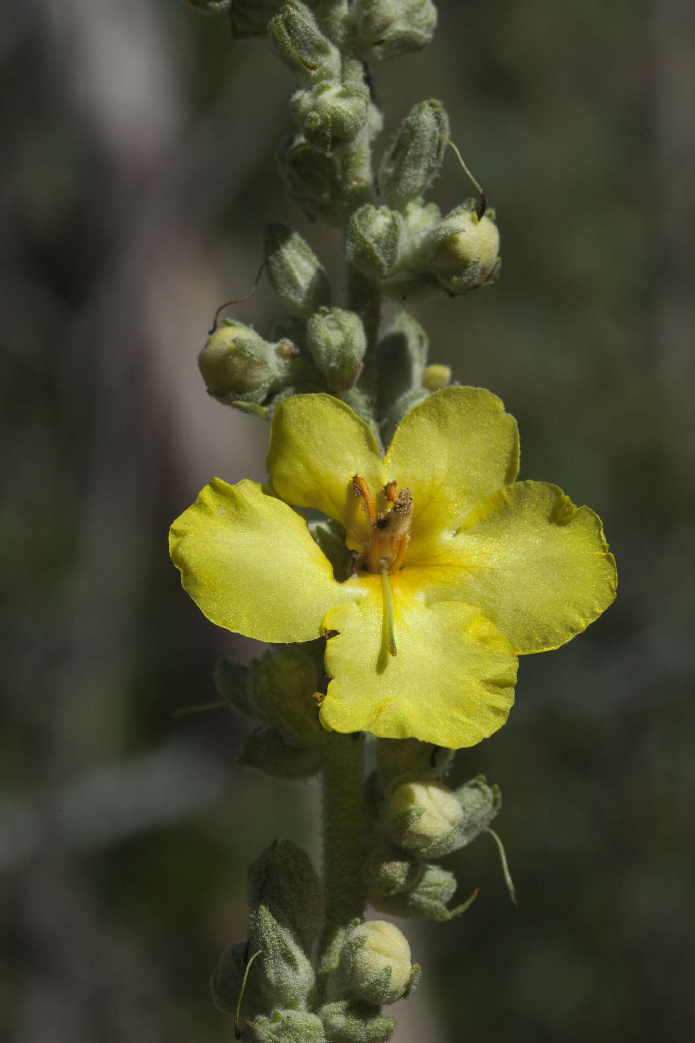 Image of Verbascum songaricum Schrenk