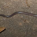 Image of Miriam's Skink