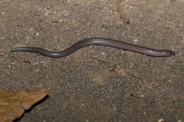 Image of Miriam's Skink