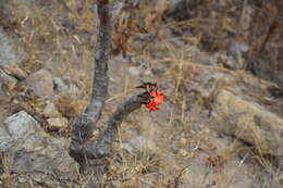 Image of Jatropha macrantha Müll. Arg.