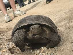 Image of Sonoran desert tortoise