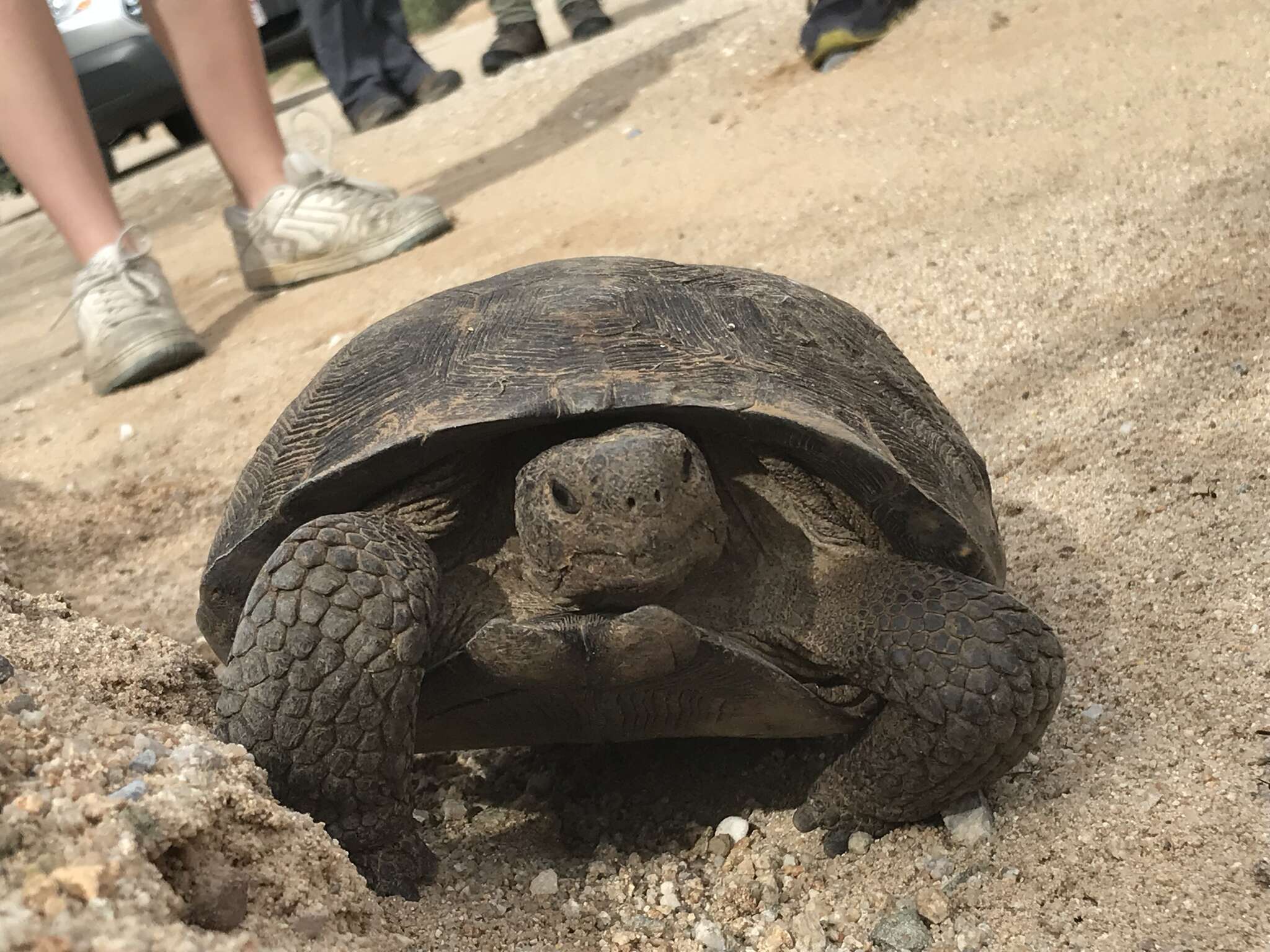 Image of Sonoran desert tortoise