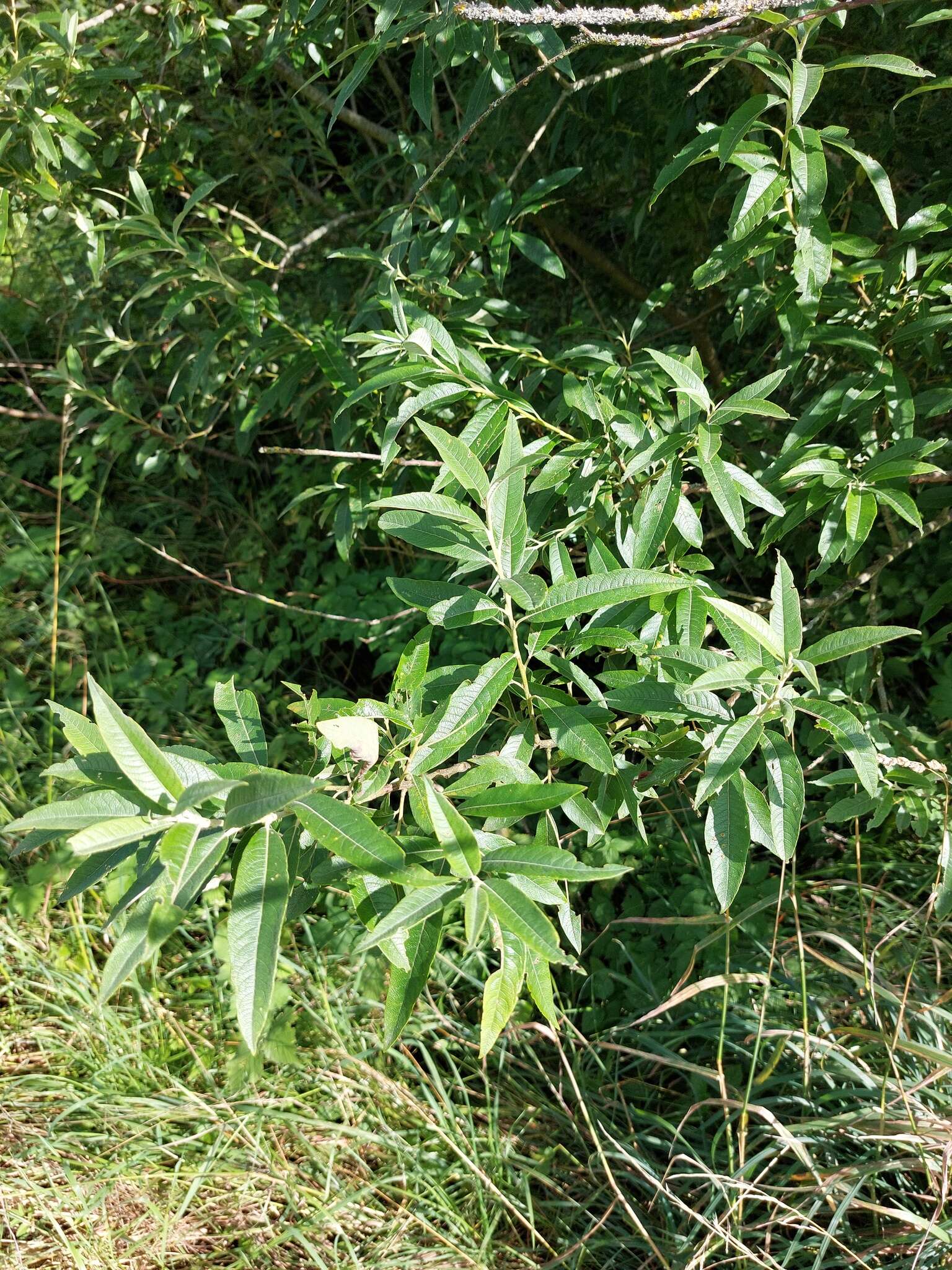 Image of silky-leaf osier