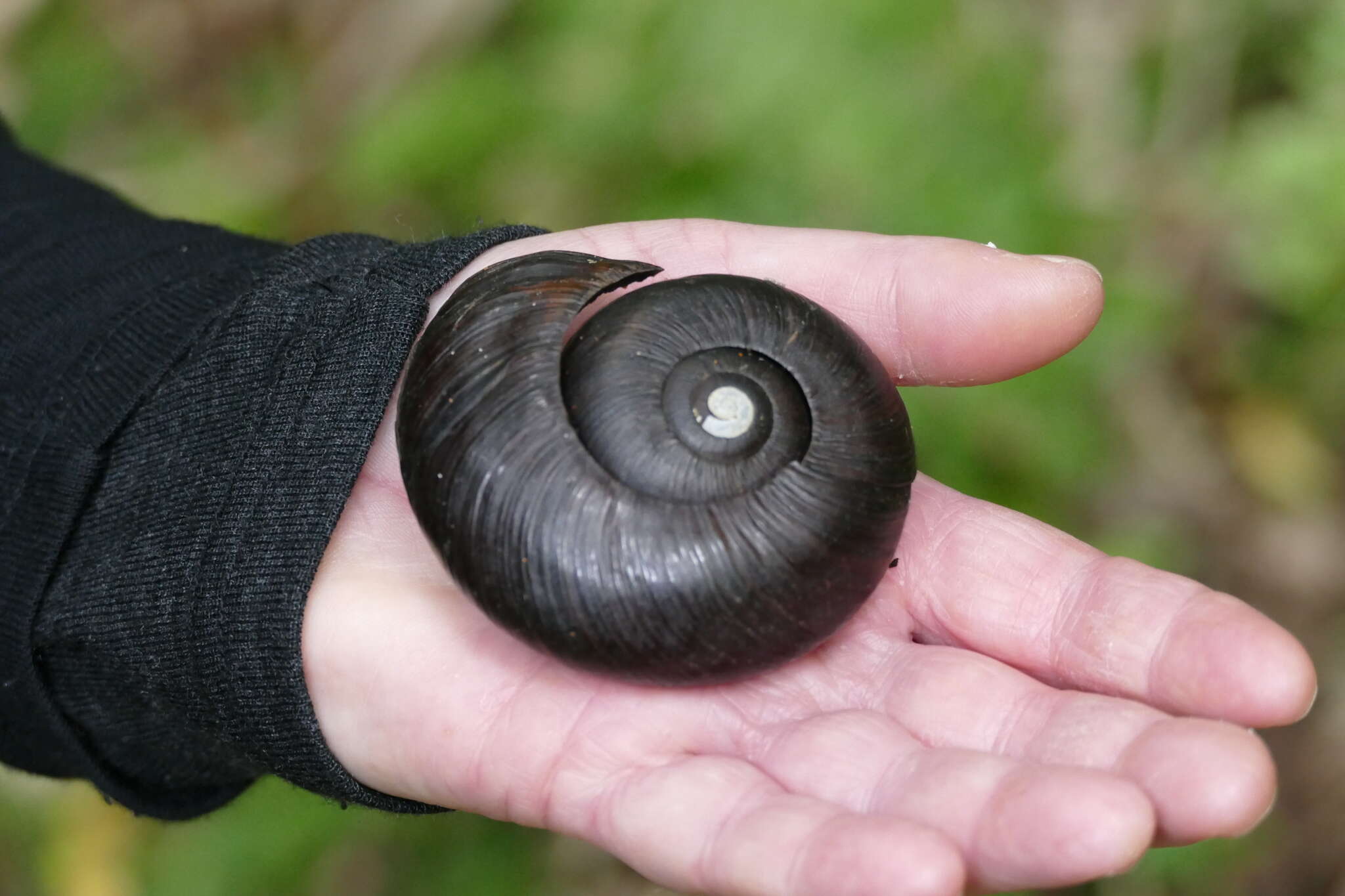 Image of Powelliphanta annectens (Powell 1936)