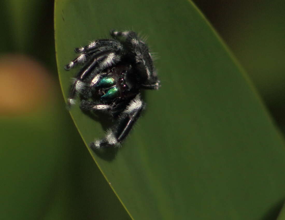 Phidippus audax (Hentz 1845) resmi