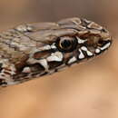 Image of Montpellier Snake