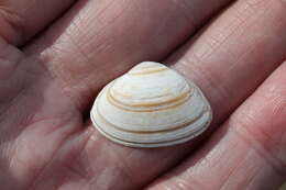 Image of elliptic trough shell