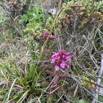 Image of Pedicularis transmorrisonensis Hayata