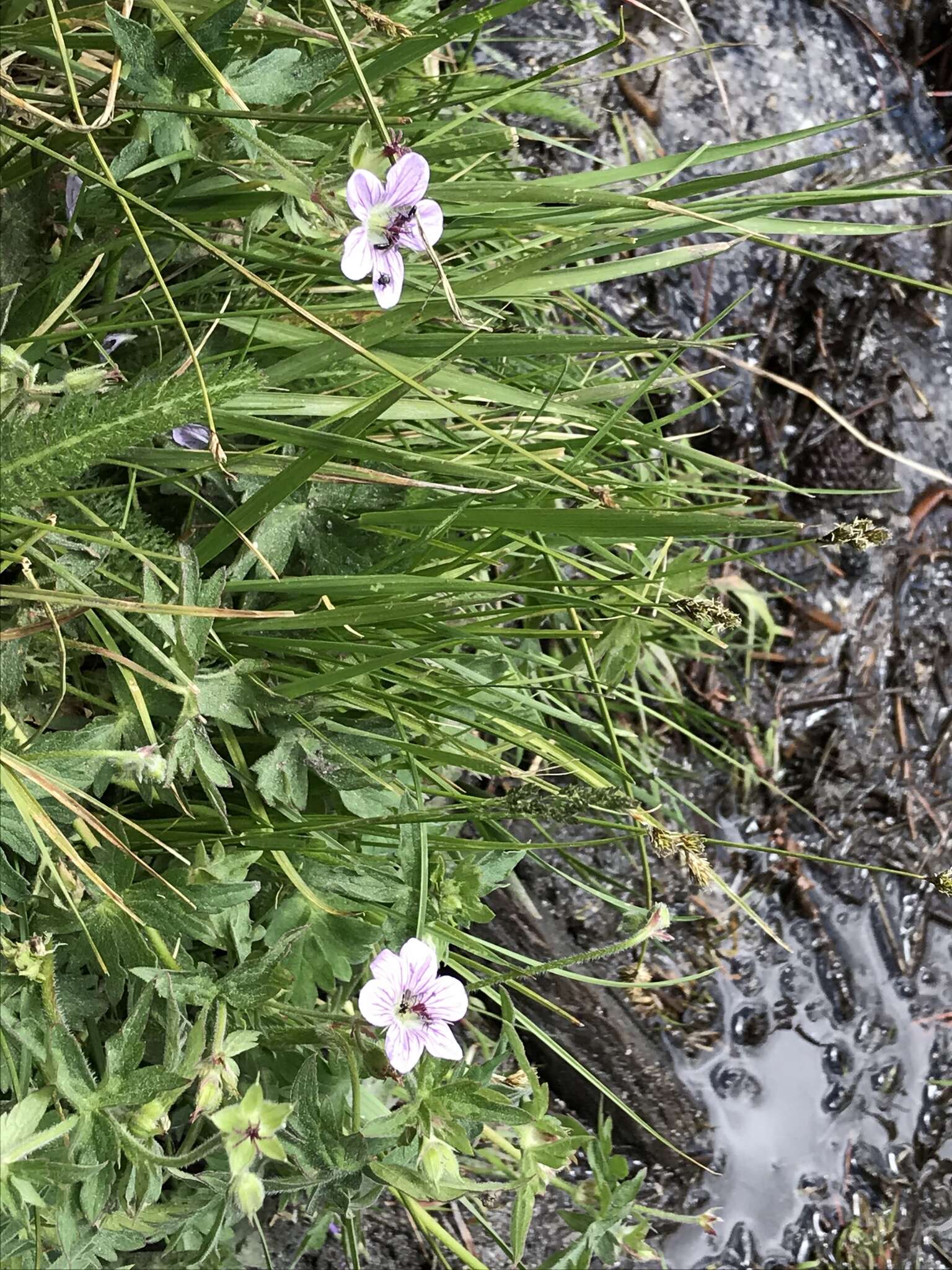 Image of California cranesbill