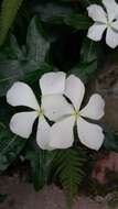 Image of Madagascar periwinkle