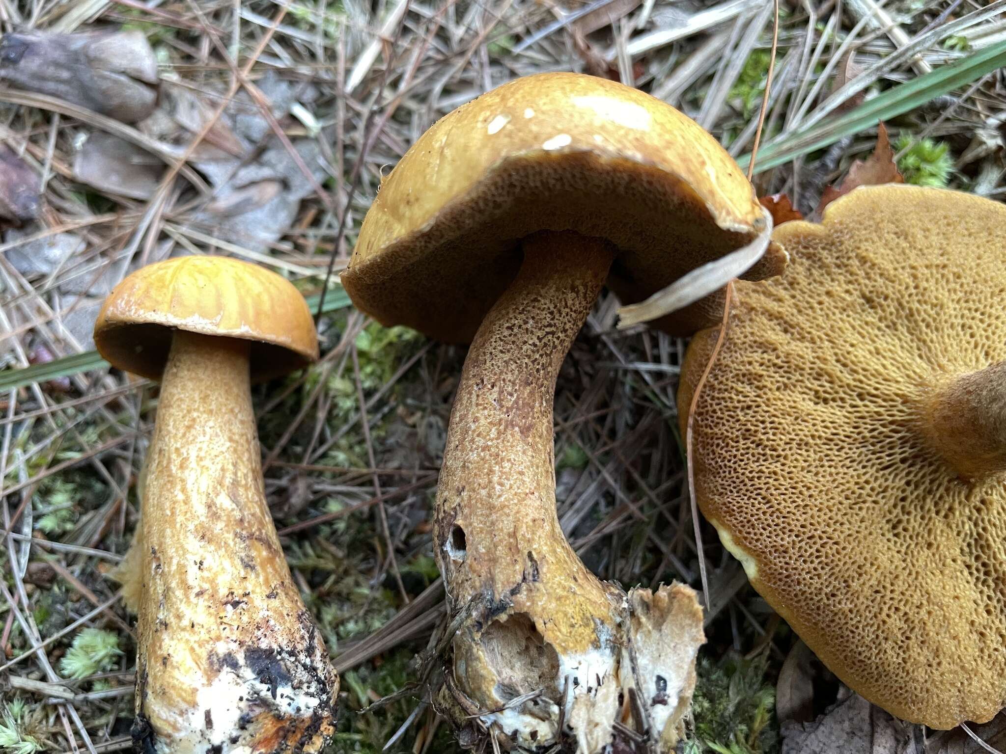 Image de Suillus punctipes (Peck) Singer 1945