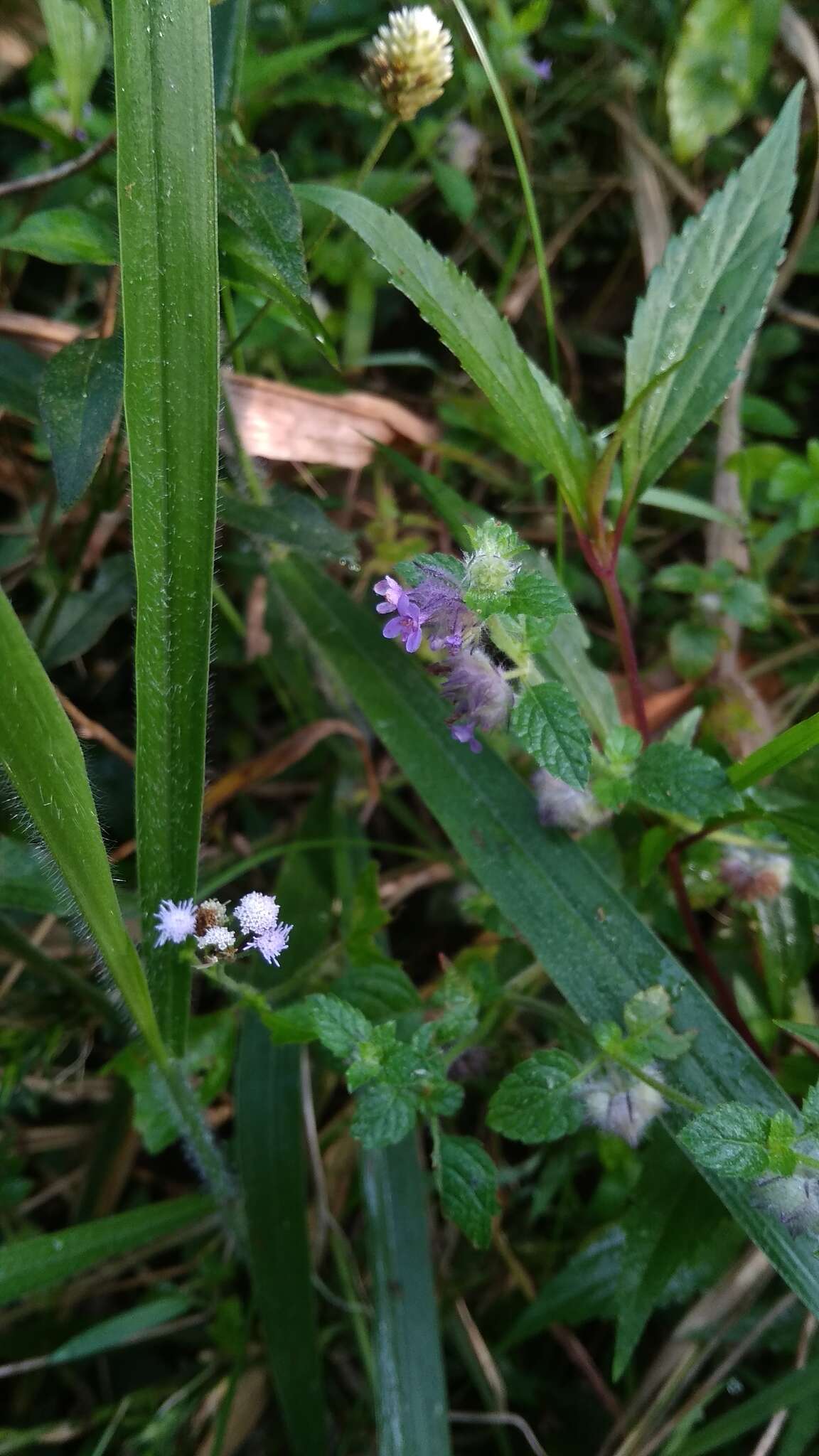 Image of marsypianthes