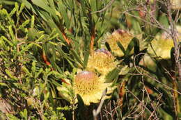 Plancia ëd Protea scolymocephala (L.) Reich.