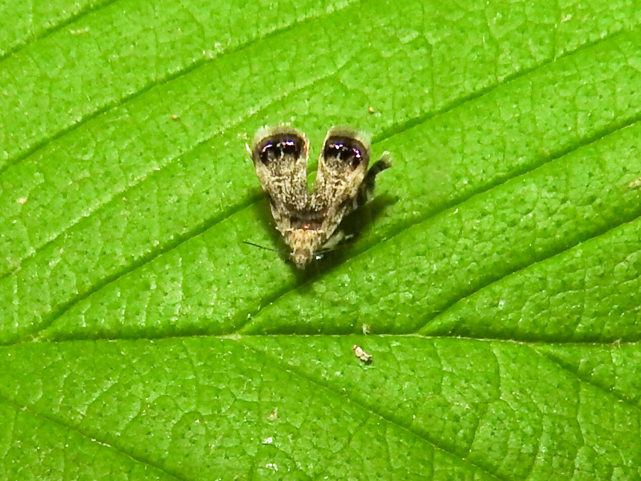 Image of Peacock Brenthia