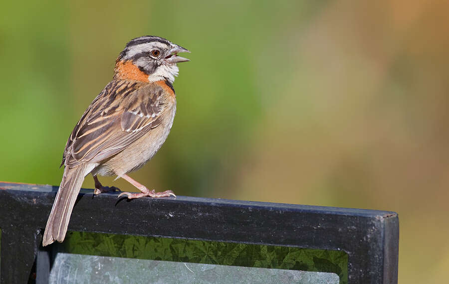 Image of Rufous-collared Sparrow