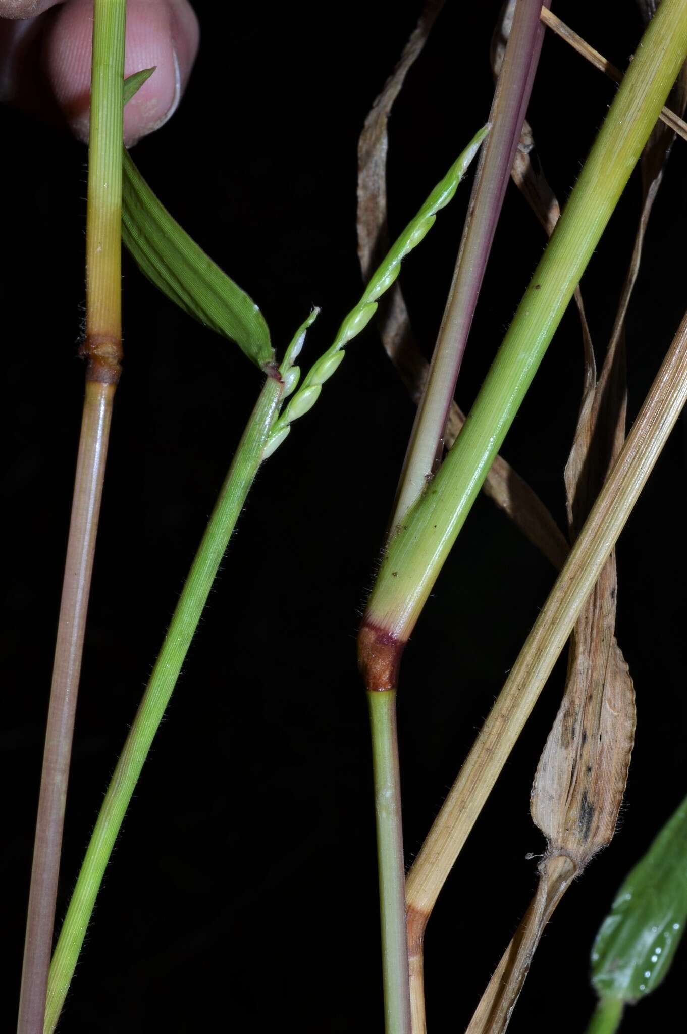 Image of Broad-Leaf Liverseed Grass