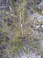 Image of European buckthorn