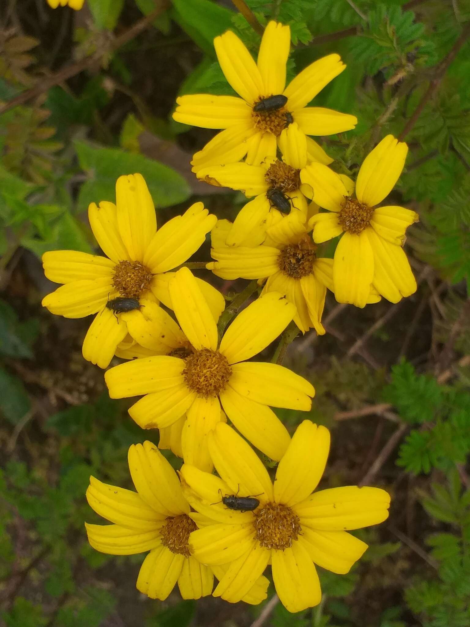 Imagem de Tagetes zypaquirensis Humb. & Bonpl.