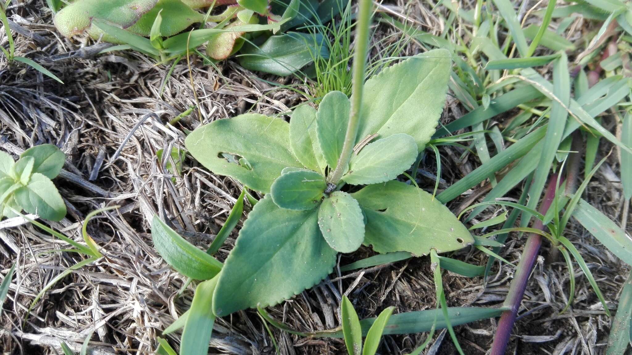 Imagem de Manulea bellidifolia Benth.