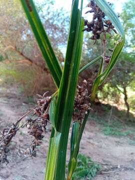 Image of Scleria racemosa Poir.