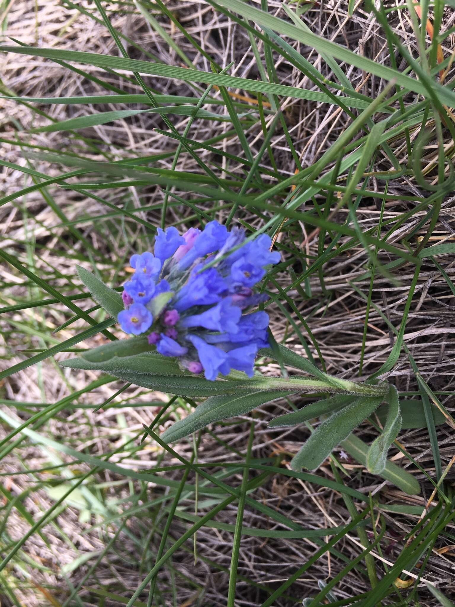 Image of tall fringed bluebells