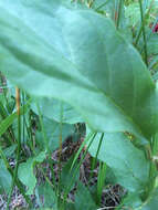 Image of twinberry honeysuckle