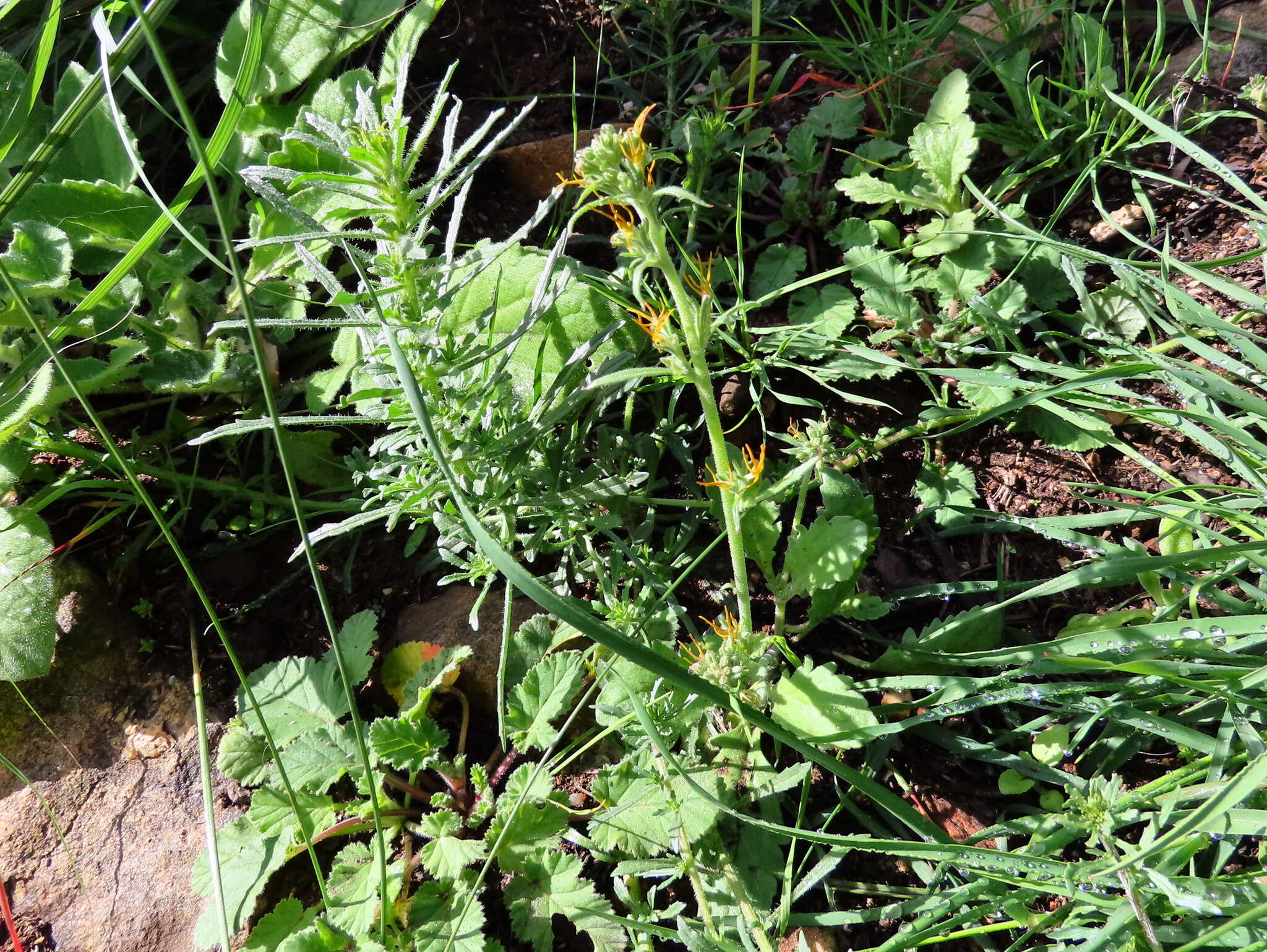 Image of Manulea cheiranthus (L.) L.