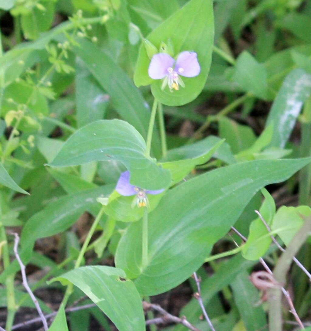 Image de Tinantia anomala (Torr.) C. B. Clarke