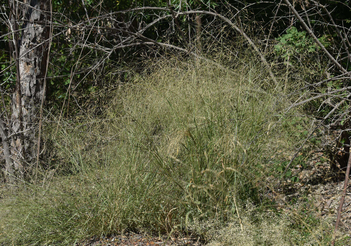 Image of Australian millet