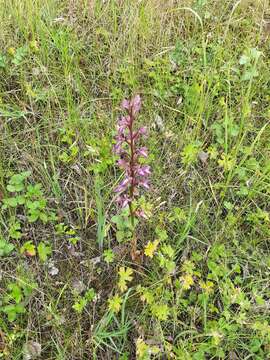 Image of Himantoglossum formosum (Steven) K. Koch