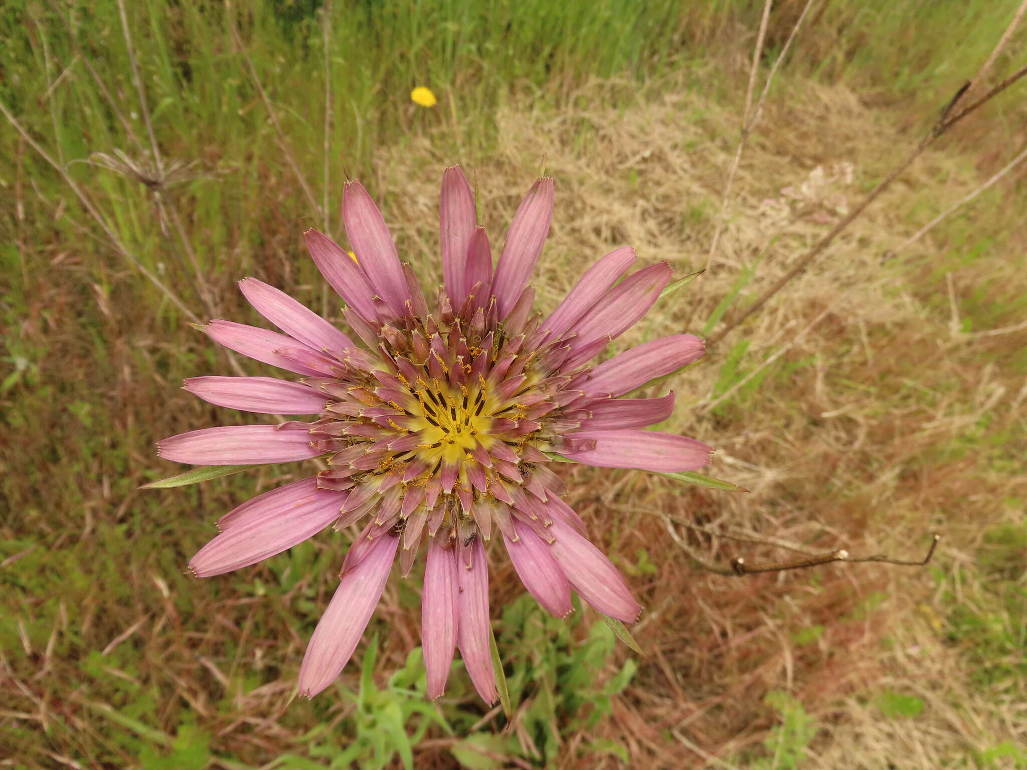 Image of remarkable goatsbeard