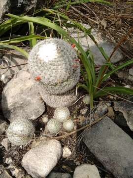 Image of Mammillaria albilanata subsp. tegelbergiana (G. E. Linds.) D. R. Hunt