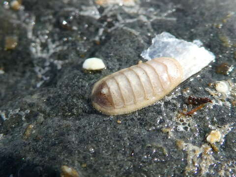 Imagem de Leptochiton rugatus (Carpenter ex Pilsbry 1892)