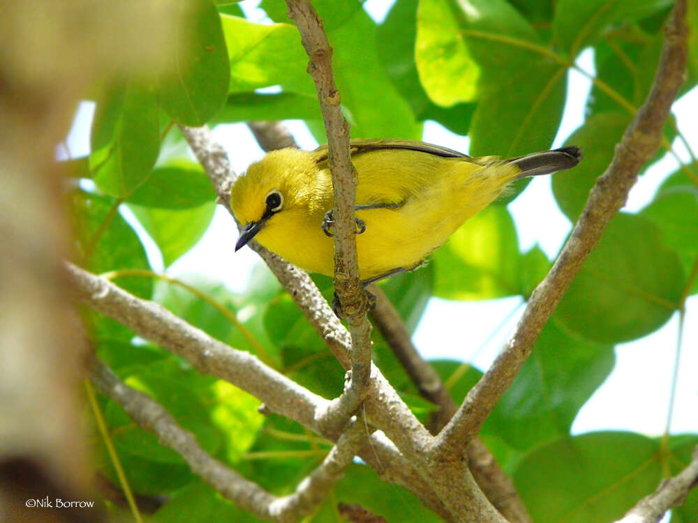 Image of Pemba White-eye