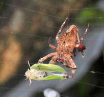 Image of Arachnura scorpionoides Vinson 1863