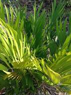 Image of Zamia encephalartoides D. W. Stev.