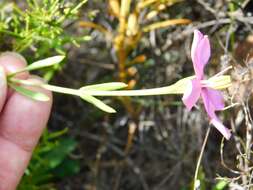 Image of Chironia tetragona L. fil.